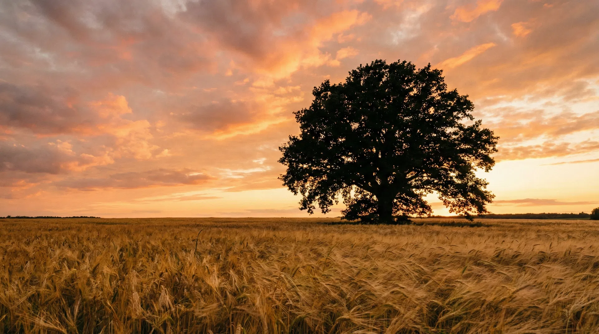 Golden wheat field representing a more sustainable future